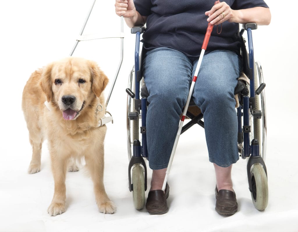 Person in a wheelchair with a guide dog and a white cane, highlighting disability fire evacuation considerations.